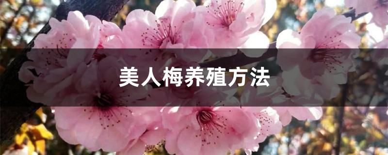 美人梅养殖方法,生长速度和生态价值 美人梅养殖方法,生长速度和生态价值