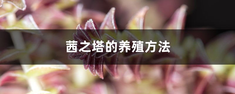 茜之塔的养殖方法和注意事项大全 茜之塔的养殖方法和注意事项大全