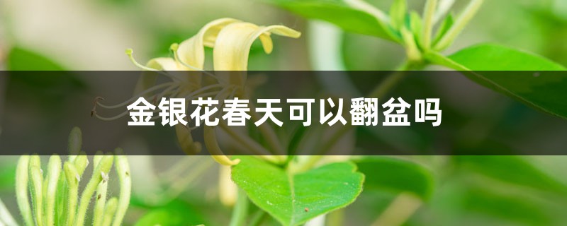 金银花春天可以翻盆吗 金银花春天可以翻盆吗