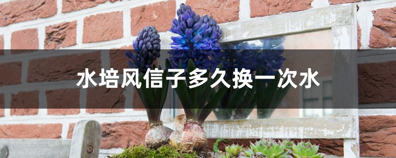 水培风信子多久换一次水 水培风信子多久换一次水