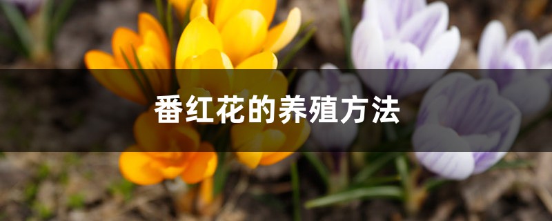 番红花种球种植方法(室内养殖方法) 番红花种球种植方法(室内养殖方法)