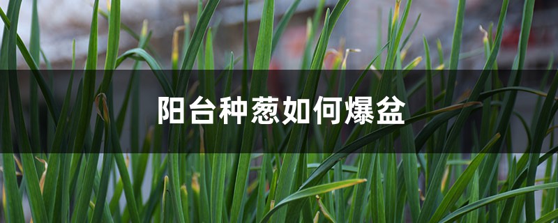 阳台可以种葱吗,如何养爆盆? 阳台可以种葱吗,如何养爆盆?