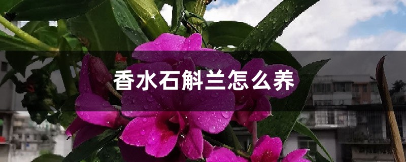 香水石斛兰怎么养 香水石斛兰怎么养