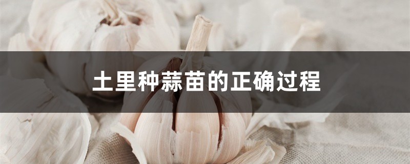 土里种蒜苗的正确过程 土里种蒜苗的正确过程