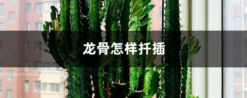 龙骨怎样扦插 龙骨怎样扦插