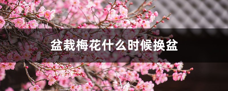 盆栽梅花什么时候换盆 盆栽梅花什么时候换盆
