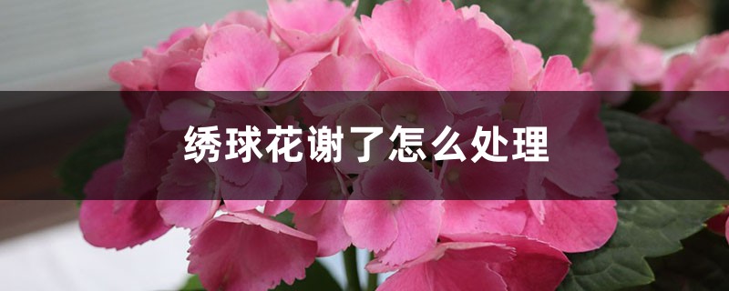 绣球花谢了怎么处理 绣球花谢了怎么处理