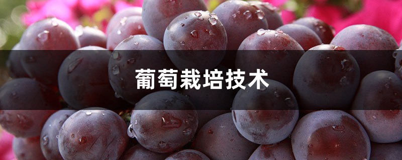 葡萄栽培技术,葡萄怎么种 葡萄栽培技术,葡萄怎么种