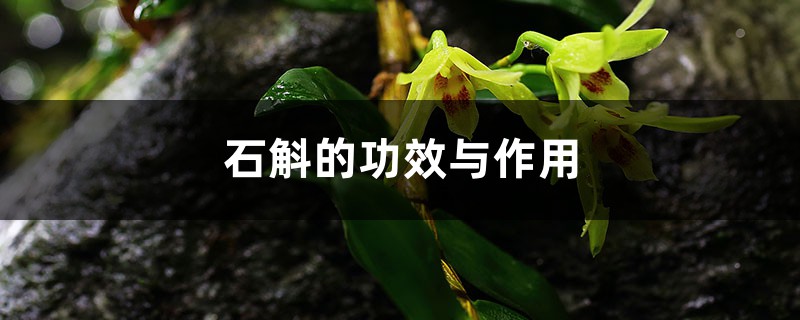 石斛的功效与作用,石斛怎么吃 石斛的功效与作用,石斛怎么吃