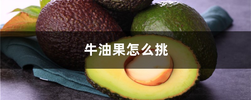 牛油果怎么挑,牛油果怎么切 牛油果怎么挑,牛油果怎么切