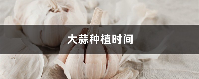 大蒜种植时间,大蒜什么时候种 大蒜种植时间,大蒜什么时候种
