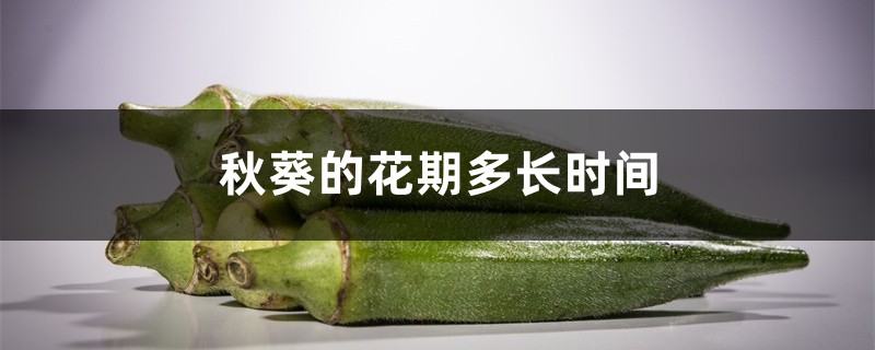 秋葵的花期多长时间,秋葵不开花光长枝 秋葵的花期多长时间,秋葵不开花光长枝