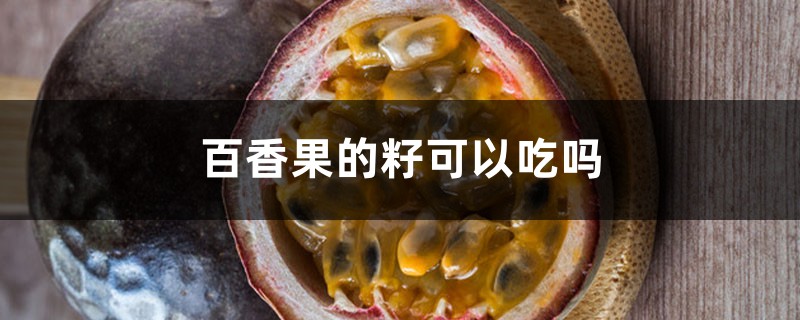 百香果的籽可以吃吗,如何吃 百香果的籽可以吃吗,如何吃