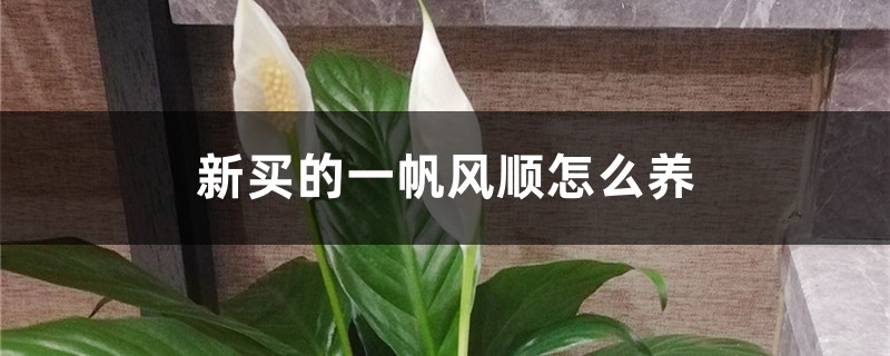 新买的一帆风顺怎么养 新买的一帆风顺怎么养