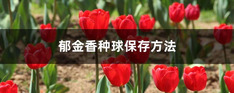 郁金香种球保存方法,郁金香种球怎么种植 郁金香种球保存方法,郁金香种球怎么种植