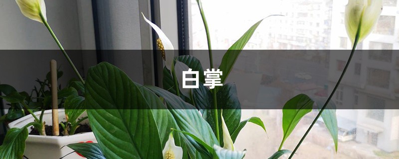 红掌白掌被他养变异了,花开巴掌大,油亮像打蜡! 红掌白掌被他养变异了,花开巴掌大,油亮像打蜡!
