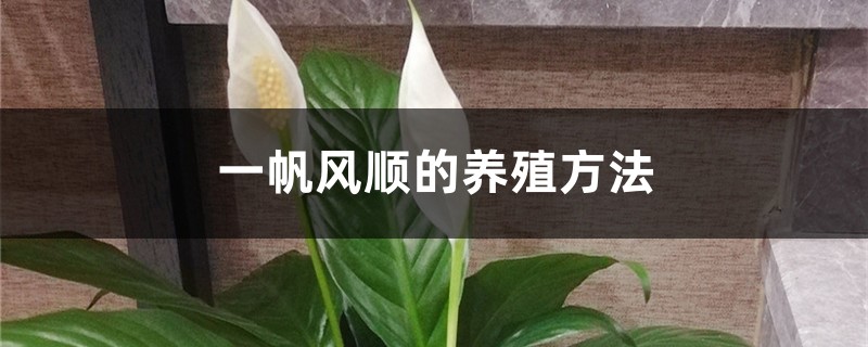 一帆风顺的养殖方法 一帆风顺的养殖方法