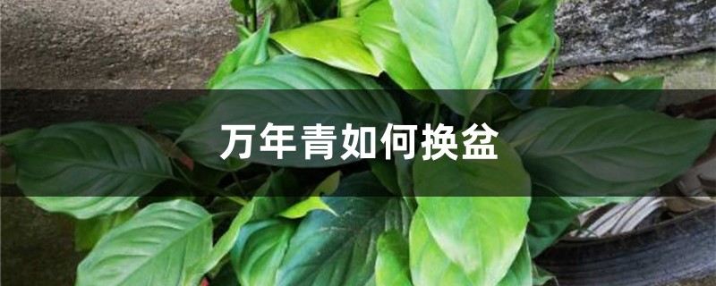 万年青如何换盆 万年青如何换盆