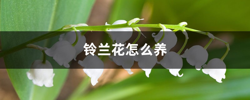 铃兰花怎么养 铃兰花怎么养