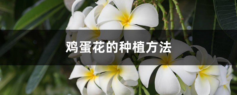 鸡蛋花的种植方法 鸡蛋花的种植方法