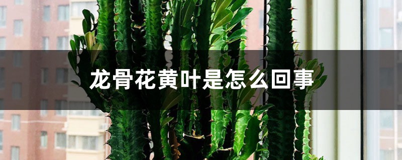 龙骨花黄叶是怎么回事 龙骨花黄叶是怎么回事