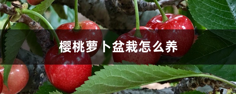 樱桃萝卜盆栽怎么养 樱桃萝卜盆栽怎么养