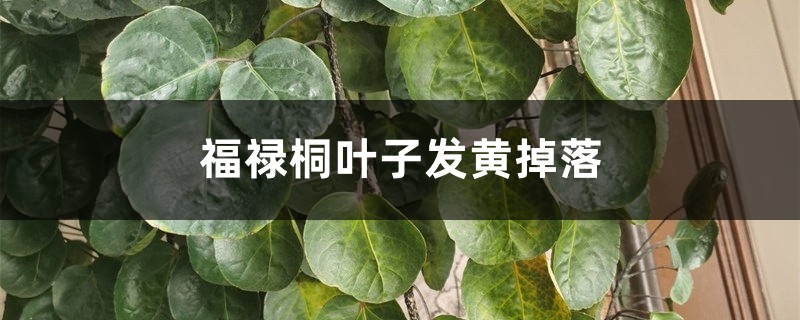 福禄桐叶子发黄掉落什么原因 福禄桐叶子发黄掉落什么原因