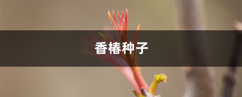 香椿种子如何种 香椿种子如何种