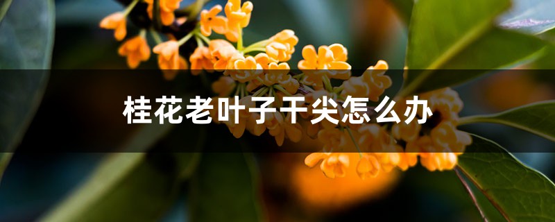 桂花老叶子干尖怎么办 桂花老叶子干尖怎么办