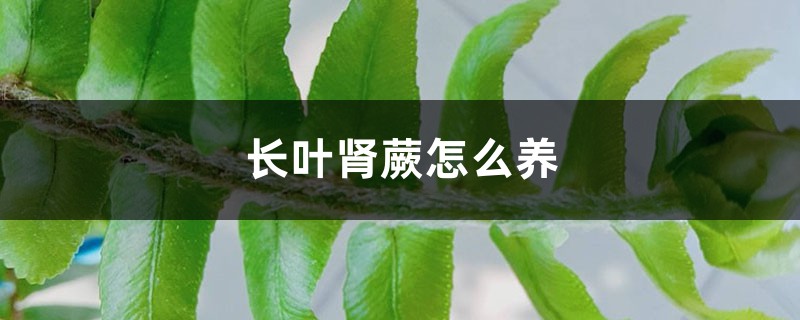 长叶肾蕨怎么养
