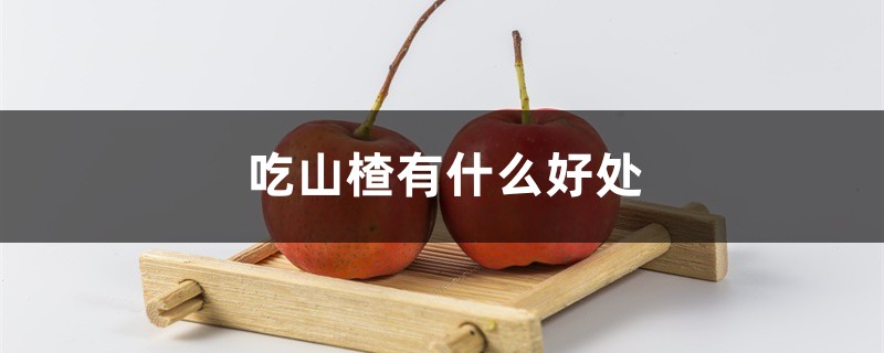 吃山楂有什么好处,山楂怎么吃 吃山楂有什么好处,山楂怎么吃