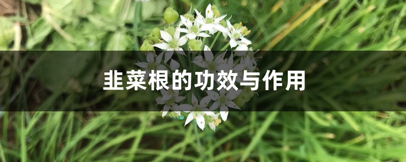 韭菜根的功效与作用 韭菜根的功效与作用