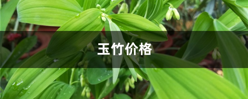 玉竹价格,玉竹图片 玉竹价格,玉竹图片