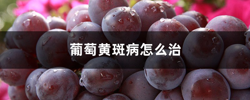 葡萄黄斑病怎么治,用什么药 葡萄黄斑病怎么治,用什么药
