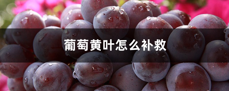 葡萄黄叶的原因和处理办法 葡萄黄叶的原因和处理办法
