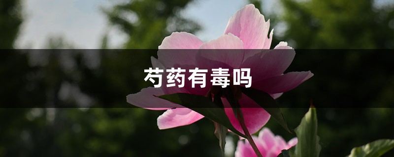 芍药有毒吗,芍药可以在室内养吗 芍药有毒吗,芍药可以在室内养吗