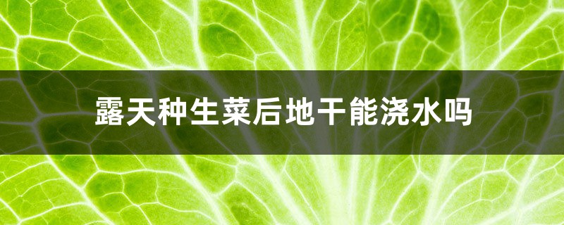 露天种生菜后地干能浇水吗,生菜如何烫水不会黄 露天种生菜后地干能浇水吗,生菜如何烫水不会黄