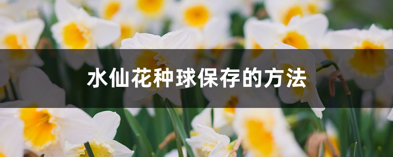 水仙花种球保存的方法,如何挑选水仙花的种球 水仙花种球保存的方法,如何挑选水仙花的种球