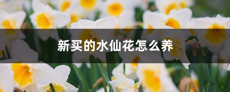 新买的水仙花怎么养 新买的水仙花怎么养