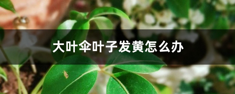 大叶伞叶子发黄怎么办,为什么会黄叶 大叶伞叶子发黄怎么办,为什么会黄叶