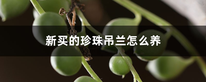 新买的珍珠吊兰怎么养 新买的珍珠吊兰怎么养