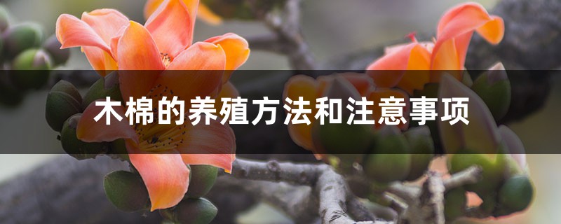 木棉的养殖方法和注意事项,适合种在什么地方 木棉的养殖方法和注意事项,适合种在什么地方