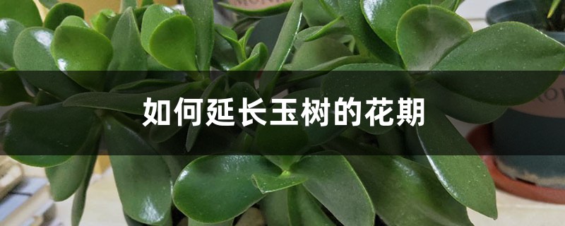 如何延长玉树的花期,开花什么样 如何延长玉树的花期,开花什么样