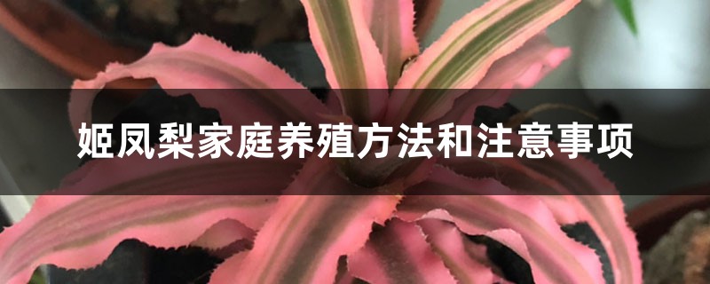 姬凤梨家庭养殖方法和注意事项 姬凤梨家庭养殖方法和注意事项