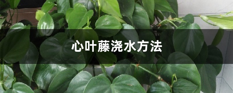 心叶藤浇水方法,冬季怎么浇水 心叶藤浇水方法,冬季怎么浇水