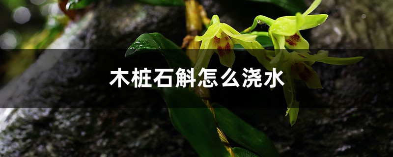 如何在木桩种石斛,木桩上的石斛怎么浇水 如何在木桩种石斛,木桩上的石斛怎么浇水