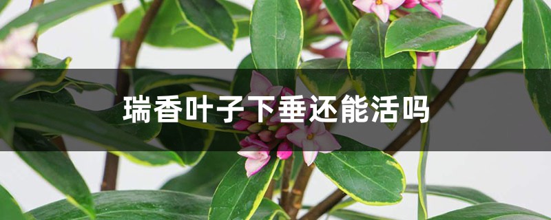 瑞香叶子下垂还能活吗 瑞香叶子下垂还能活吗
