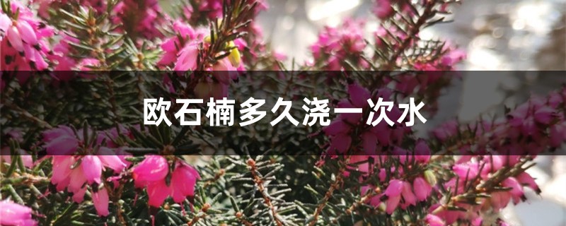 欧石楠多久浇一次水 欧石楠多久浇一次水
