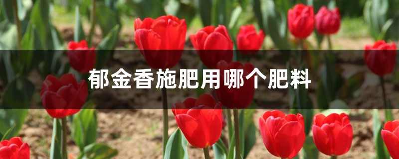 郁金香施肥用哪个肥料,郁金香什么时候施肥 郁金香施肥用哪个肥料,郁金香什么时候施肥