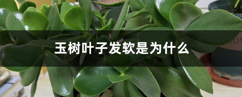 玉树叶子发软是为什么,怎么办 玉树叶子发软是为什么,怎么办